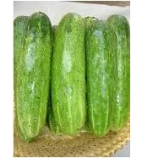 Cucumber NS 415 10 grams (Namdhari)